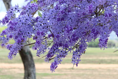 Close-up of purple flowers