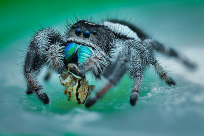 Close-up of spider