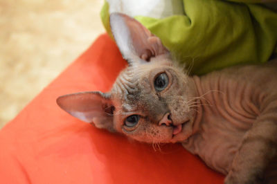 Portrait of blue eyed sphynx kitten laying in bed