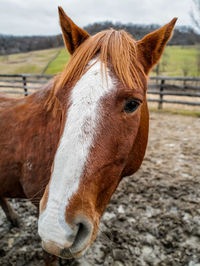 Close-up of a horse in field