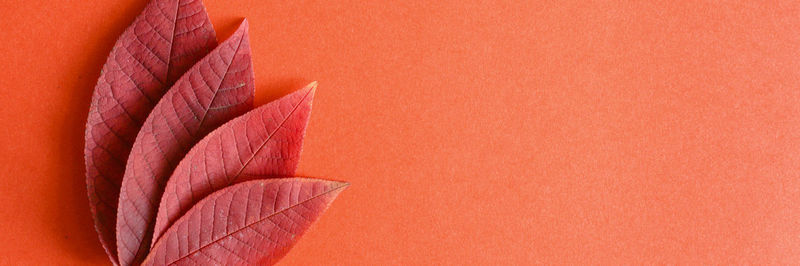 Close-up of red leaves against orange wall