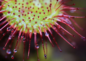 Close-up of wet red flowering plant