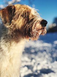 Close-up of dog against sky