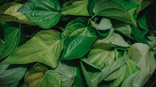 Full frame shot of leaves