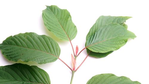 Close-up of leaves against white background