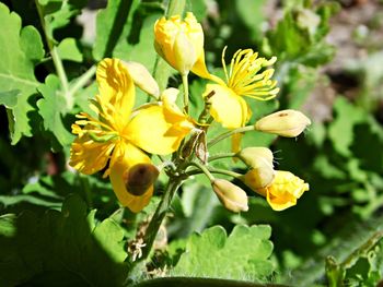 Close-up of yellow flowers