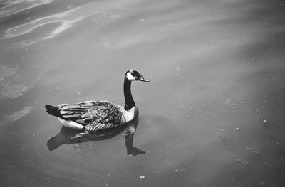 Duck swimming in lake