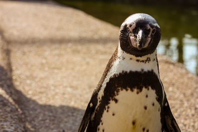 Close-up portrait of a penguin 