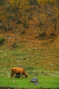 View of an animal on field