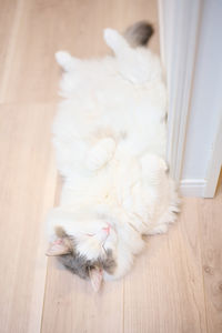 High angle view of white cat on hardwood floor