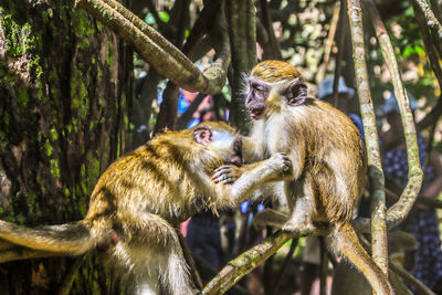 Close-up of monkey
