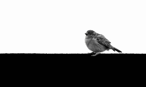 Low angle view of bird perching on the sky