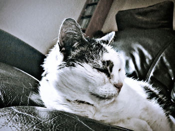 Cat resting on tiled floor