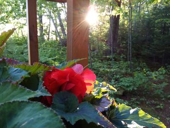 Red flowering plants against bright sun