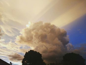 Low angle view of trees against sky