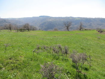 Scenic view of field against clear sky