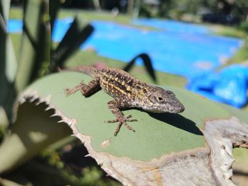 Close-up of lizard on rock