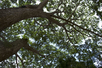 Low angle view of trees against sky