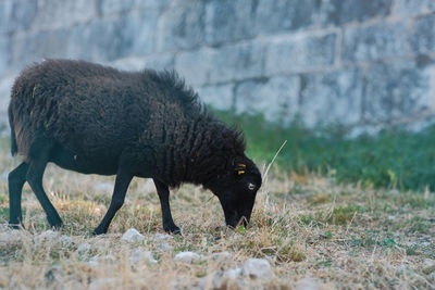 Side view of sheep walking on field