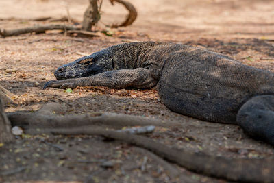 Close-up of animal lying on land