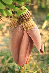 Close-up of banana flower