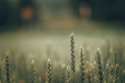 Close-up of wheat growing on field