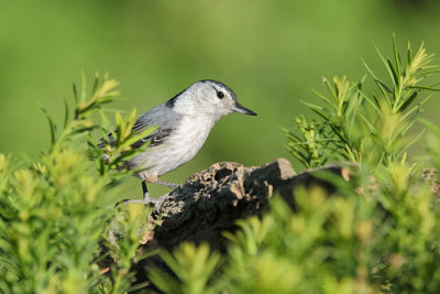 White-breasted nuthatch