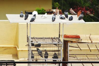 Group of pigeon's