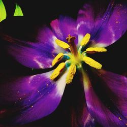 Close-up of purple flowers