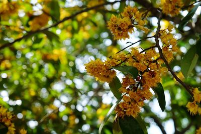 Low angle view of flower tree