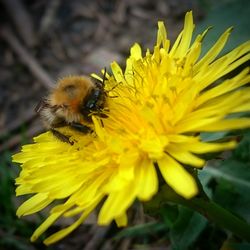 Close-up of bee on yellow flower