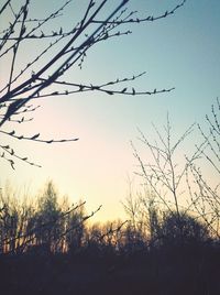 Bare trees against sky at sunset