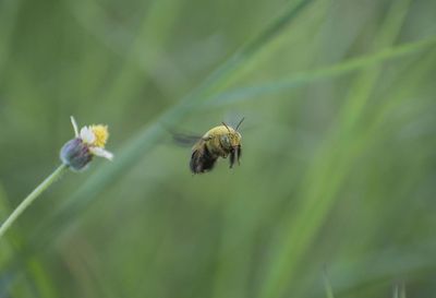 Close-up of bee pollinating on flower