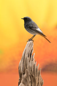 Close-up of bird perching on wood