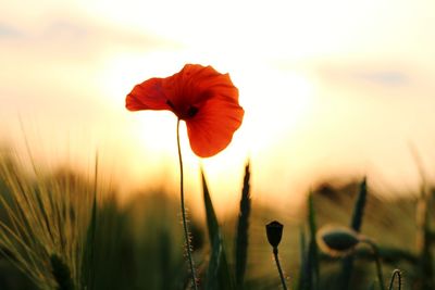 Close-up of orange poppy on field against sky during sunset