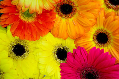 Full frame shot of sunflowers