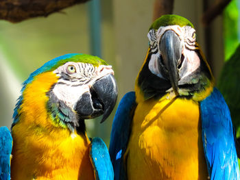 Close-up of a parrot