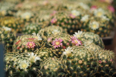 Close-up of cactus plant