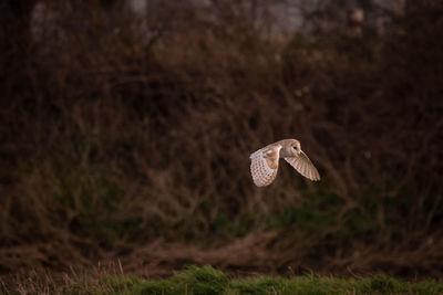 Barn owl flying over a field