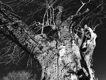 Low angle view of bare trees