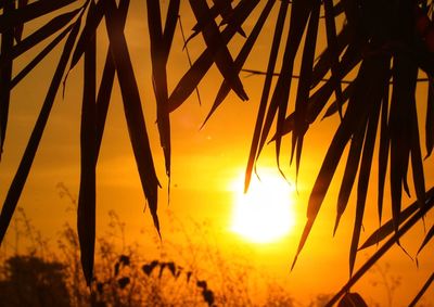 Close-up of silhouette plants against sunset sky