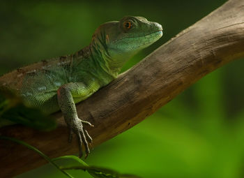 Green basilisk female gets a close up while perched on a tree limb in captivity