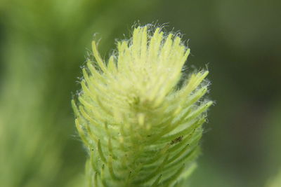 Close-up of yellow flower