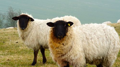 Portrait of sheep on grass