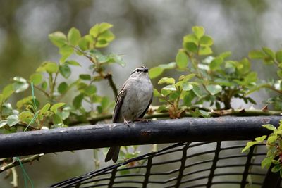 Bird perching on a plant