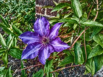 Close-up of purple flower blooming outdoors