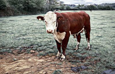 Horse standing on field