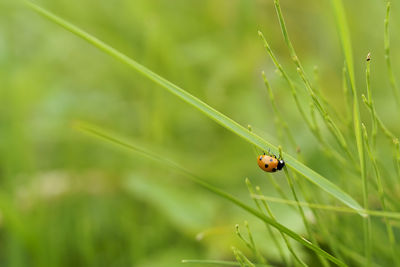 Close-up of ladybug on grass