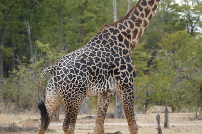 Giraffe standing in zoo