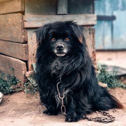 Portrait of black dog sitting outdoors